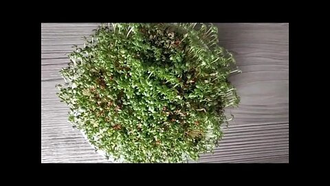 Easy to grow cress