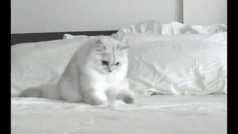 Purrfectly Hilarious: The Best Cat Videos to Make You Laugh