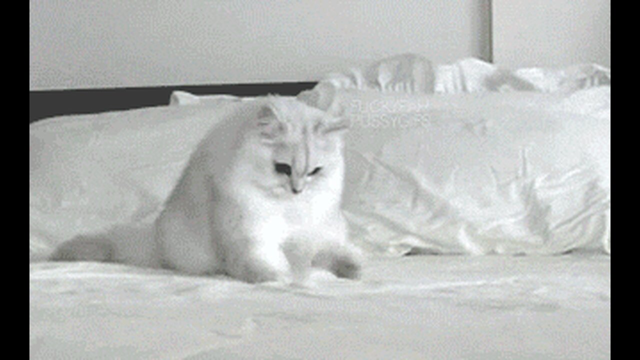 Purrfectly Hilarious: The Best Cat Videos to Make You Laugh
