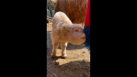 Cows enjoying their brush