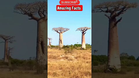 Amazing 😲 Facts #trending #viral #shortsvideo #ytshortsfacts #youtubeshorts #shorts