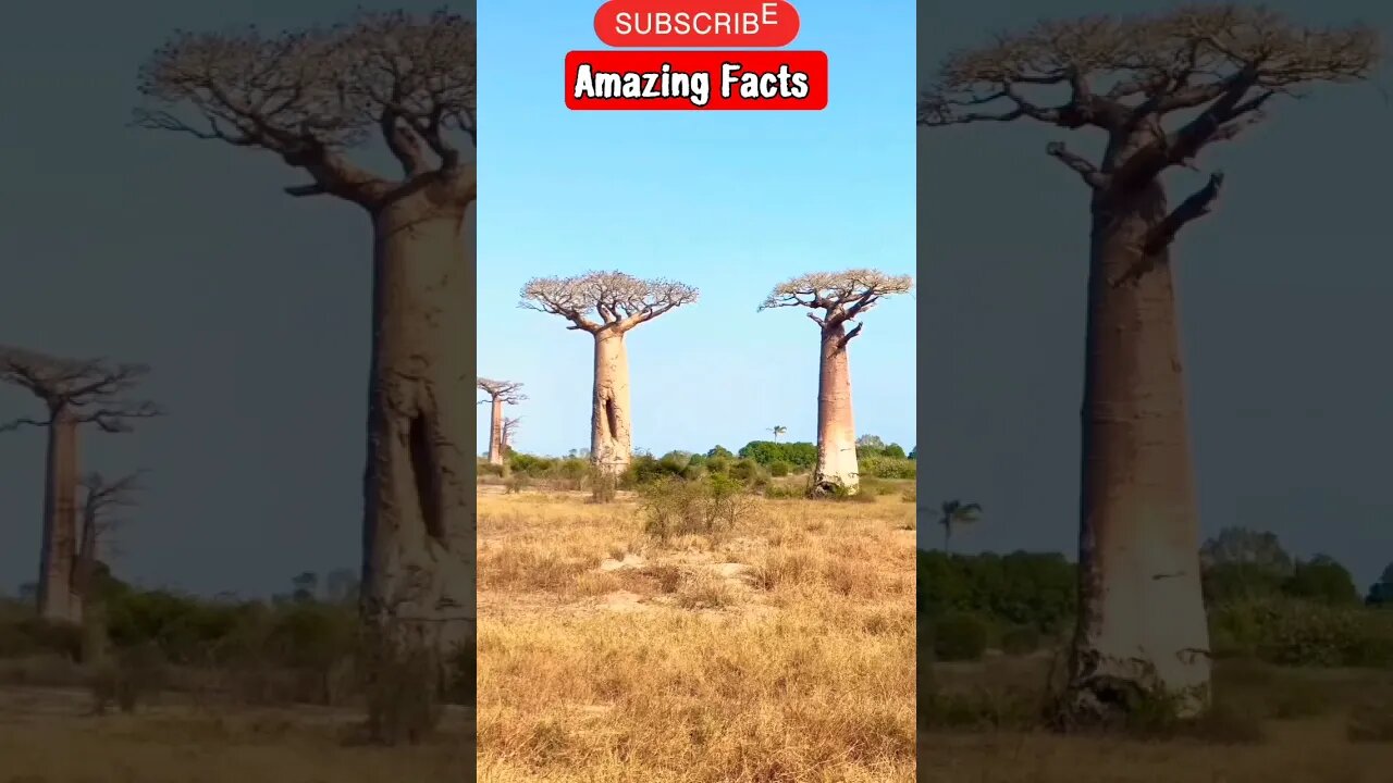 Amazing 😲 Facts #trending #viral #shortsvideo #ytshortsfacts #youtubeshorts #shorts