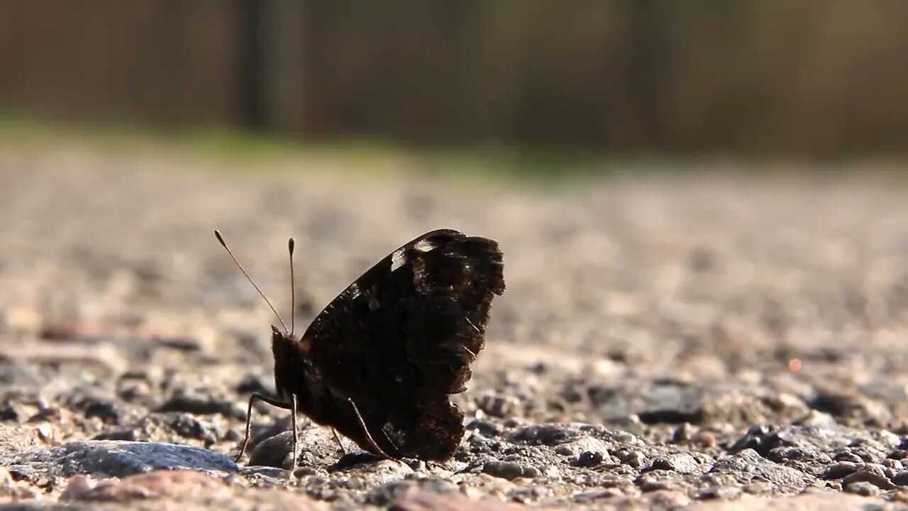 Butterfly on the highway