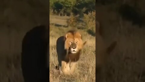 الأسد موراني بصحة جيدة #تحالف_الفرسان #سكارفيس