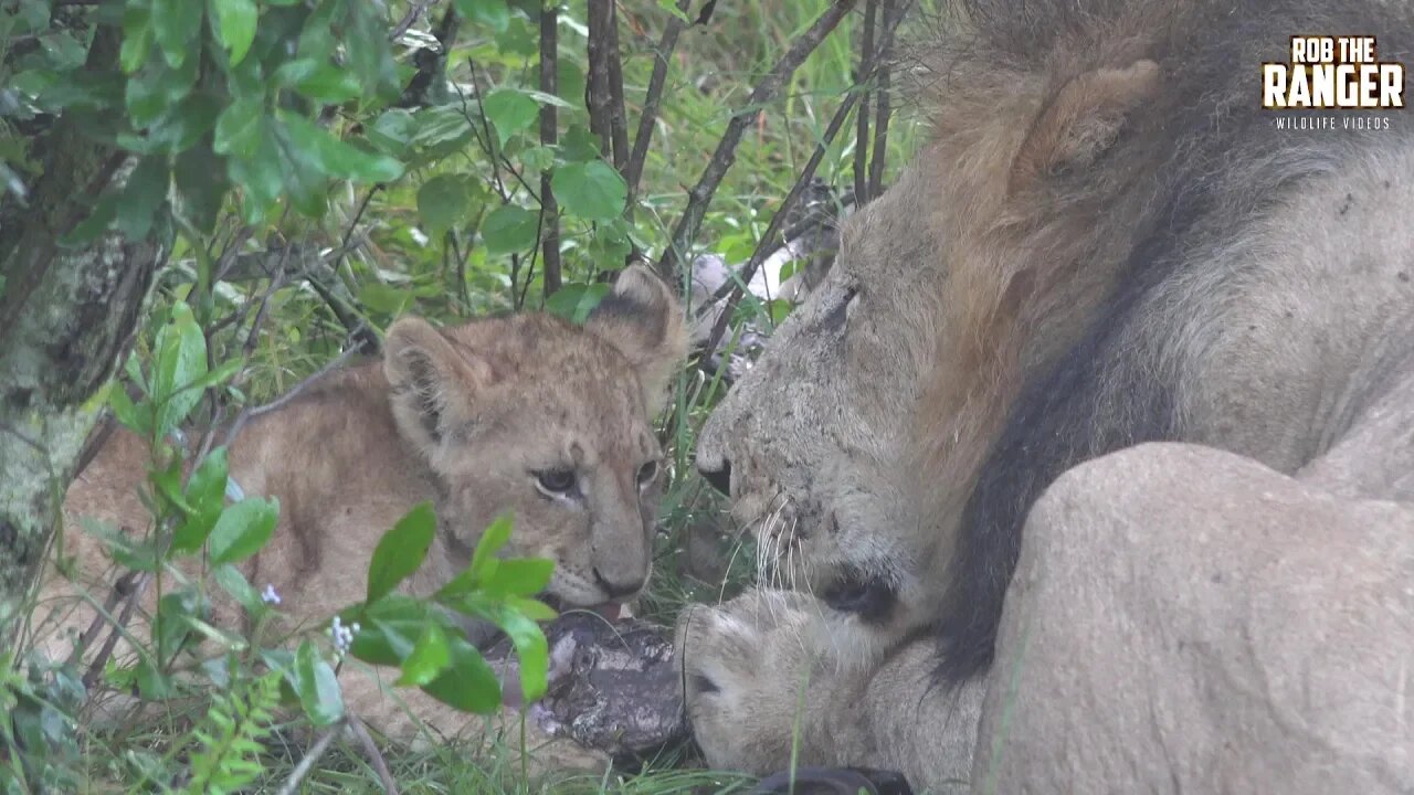 Maasai Mara Lion Family With Their Buffalo Feast | Zebra Plains