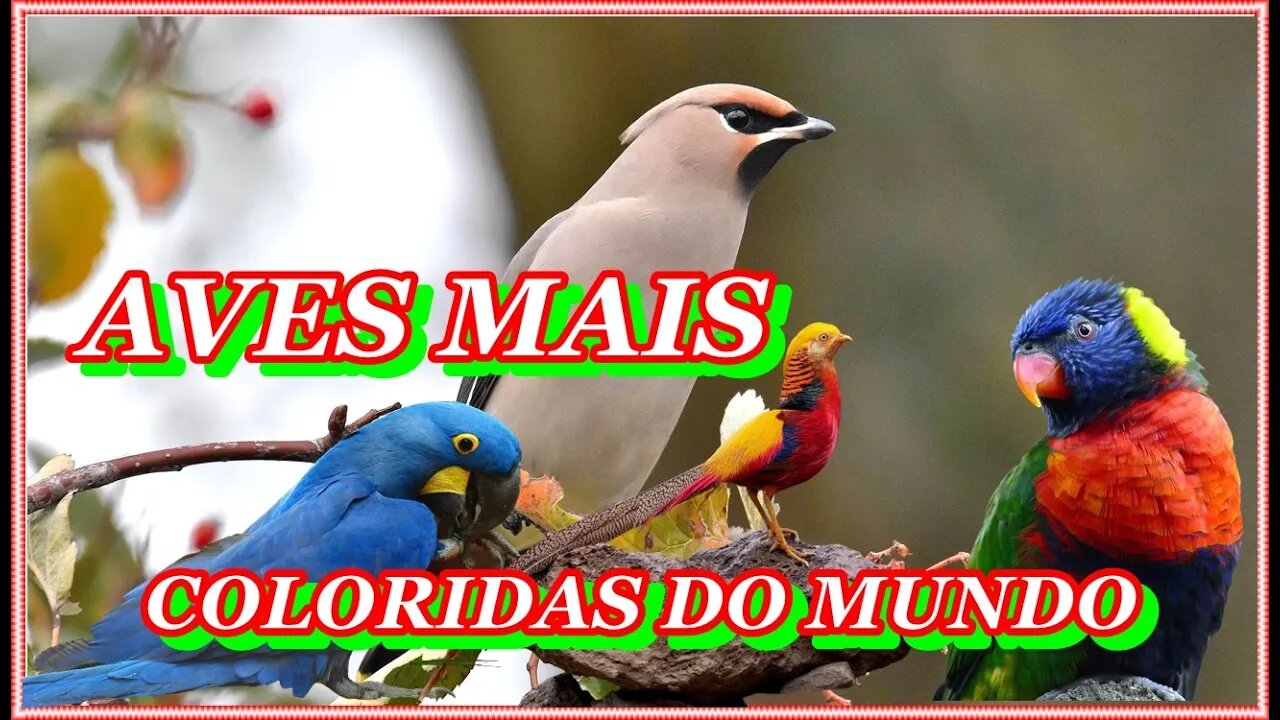 top Aves mais coloridas do mundo