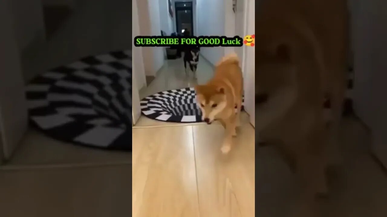 Cute Animals Video 🥰 #trending #viral #animals #cuteanimals #viralplease