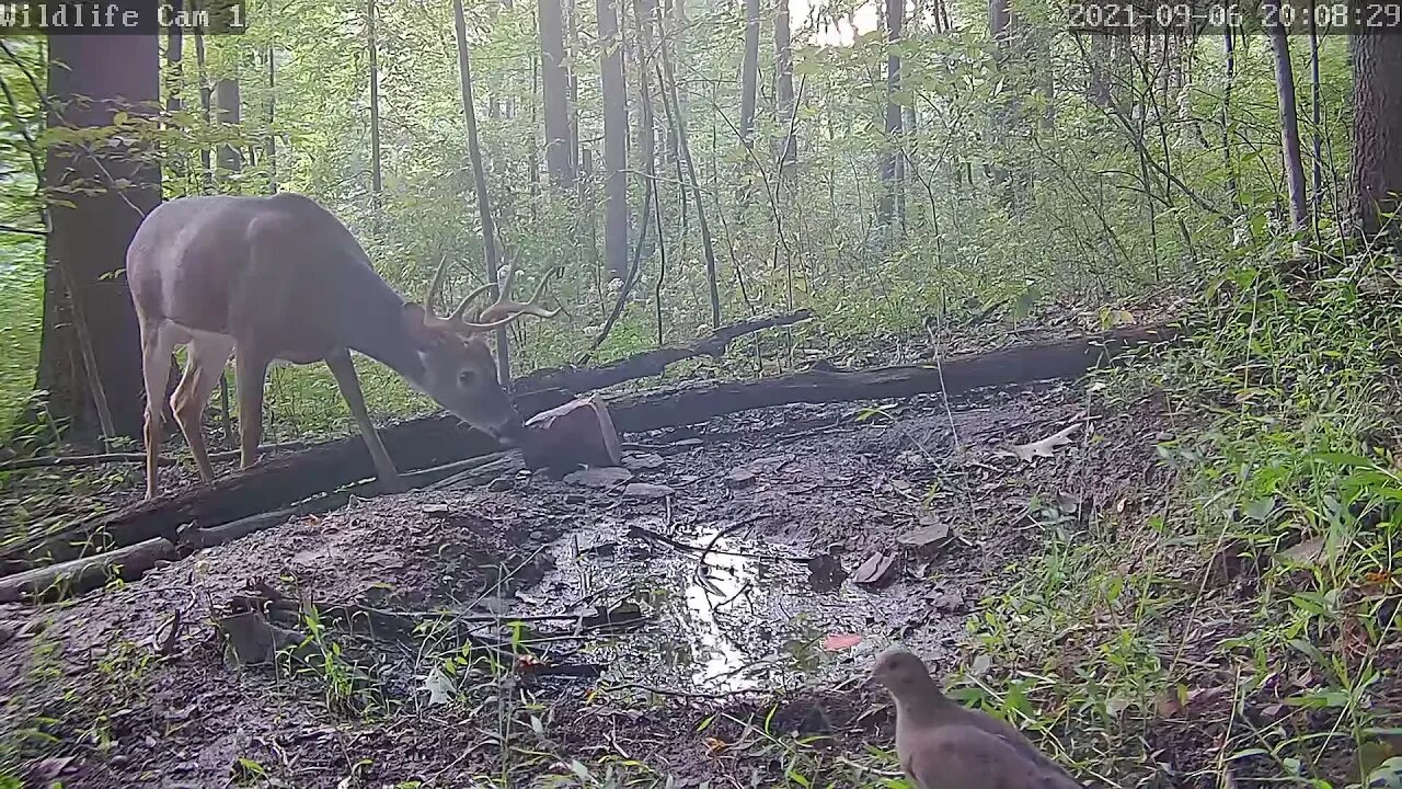 Wildlife Cam 1 8 pt 9/6/21