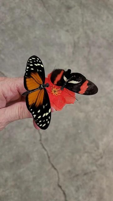 Butterflies Eating Out of My Hand From Artificial Flower