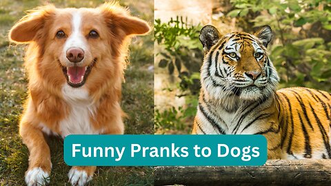 Funny Pranks to Dogs