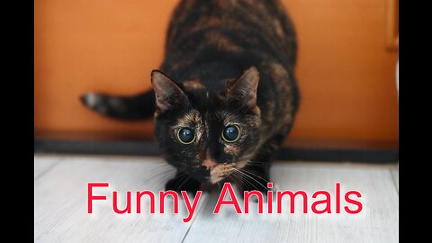 Funny Animals