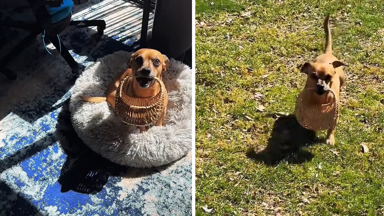 Small Pup Named Minion Loves Collecting Duck Eggs From the Coop