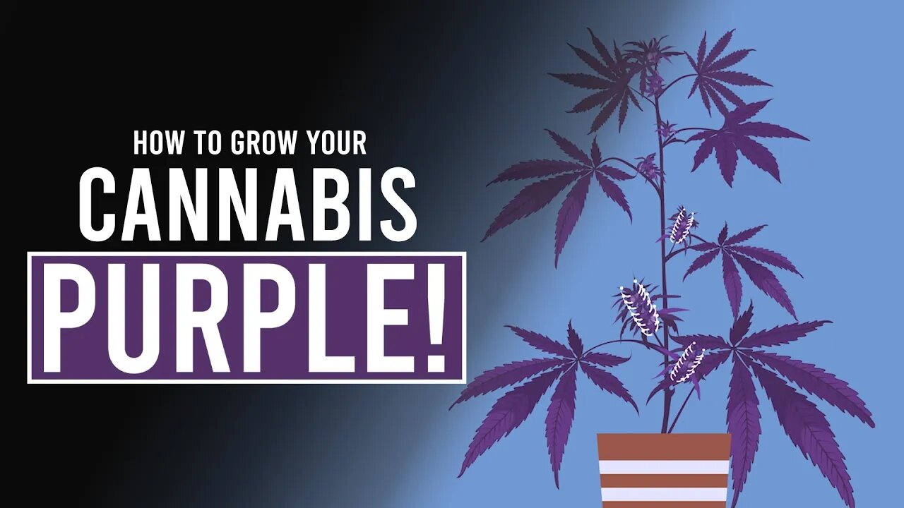 How to Grow your Cannabis PURPLE!