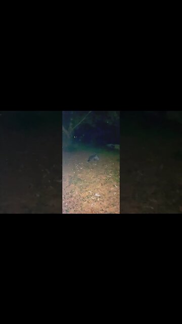 RACCOON Fights 3 am! #whoa #bringiton #crazy #wildlife #wow #whowon #gtfoh #crazy #omg #subscriber