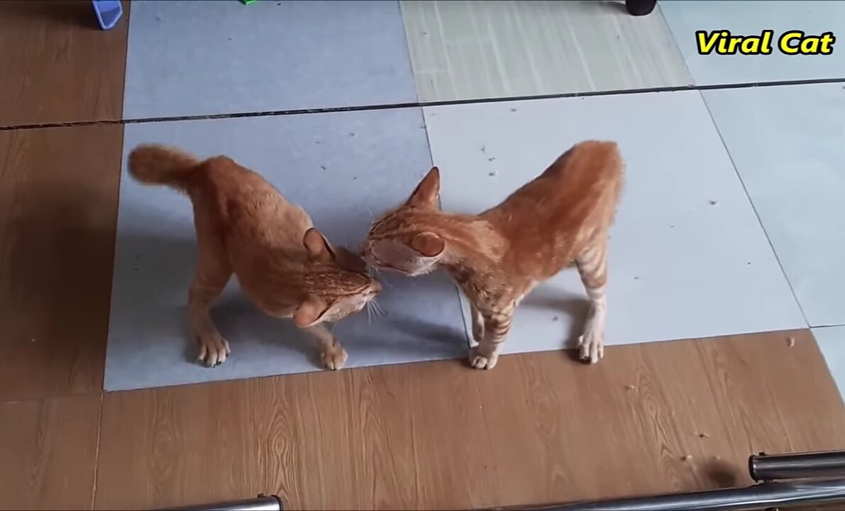 Cats Fighting Funny 🤣🤣- these two are bloody brothers- Viral Cats