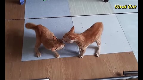 Cats Fighting Funny 🤣🤣- these two are bloody brothers- Viral Cats