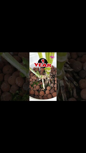 🙄🥱SET BACK ORCHIDS 🙄 Diagnosis Examples #ninjaorchids #shorts