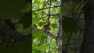 Up close with a cute squirrel