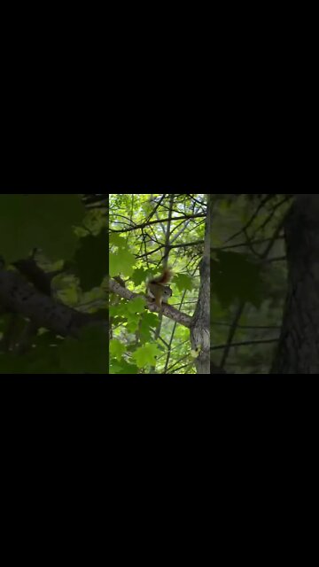 Up close with a cute squirrel
