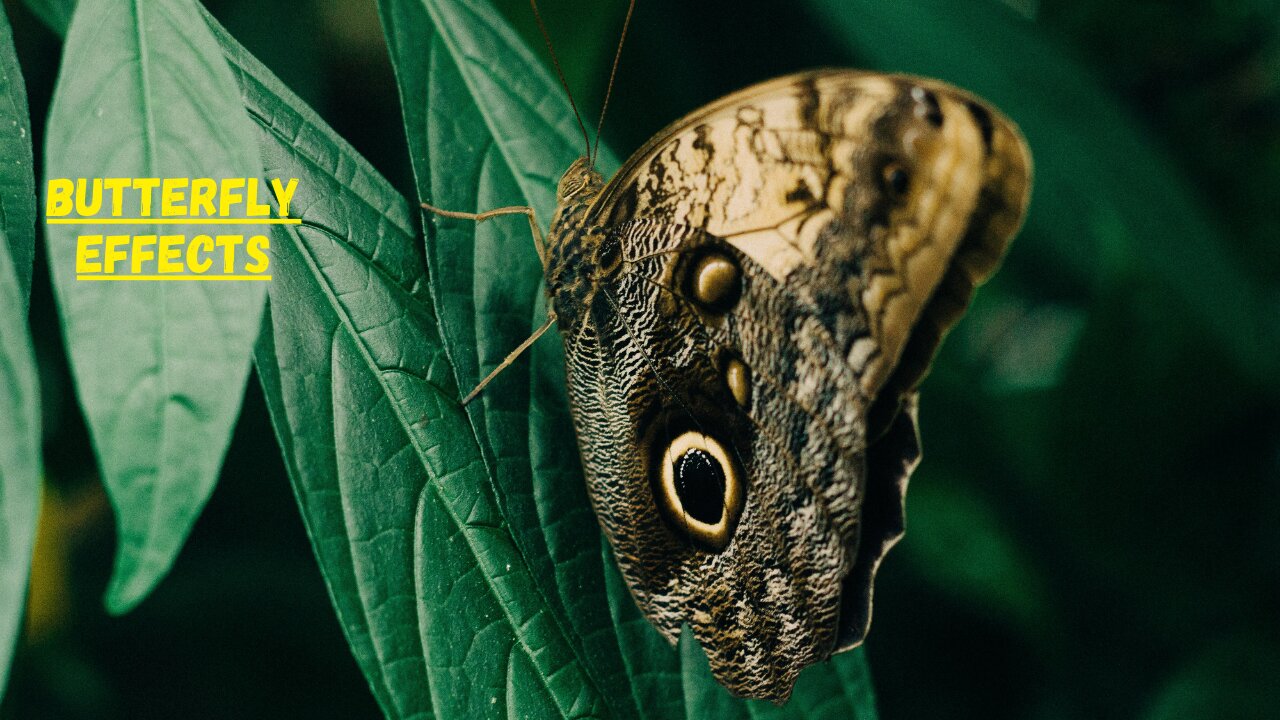 How Butterflies Impact the Ecosystem II Butterfly