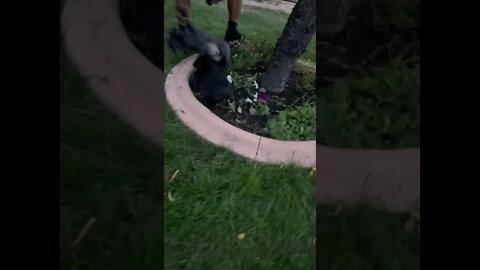 6 Week old Cane Corso Puppies