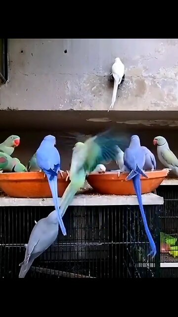 TOP 10 Most beautiful parrot 🦜