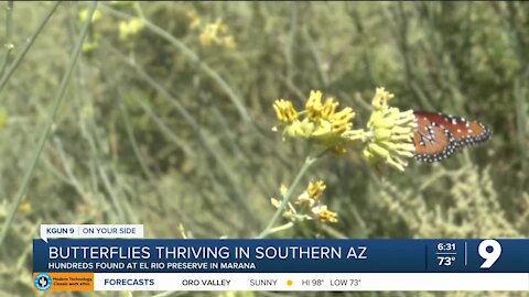 Butterflies thrive in Southern Arizona following record breaking monsoon