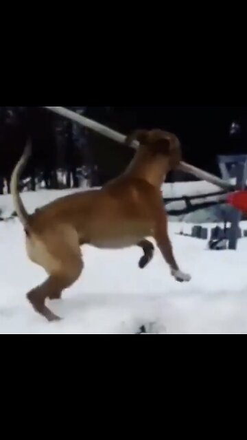 Dog steals snow shovel