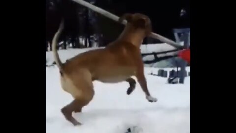 Dog steals snow shovel