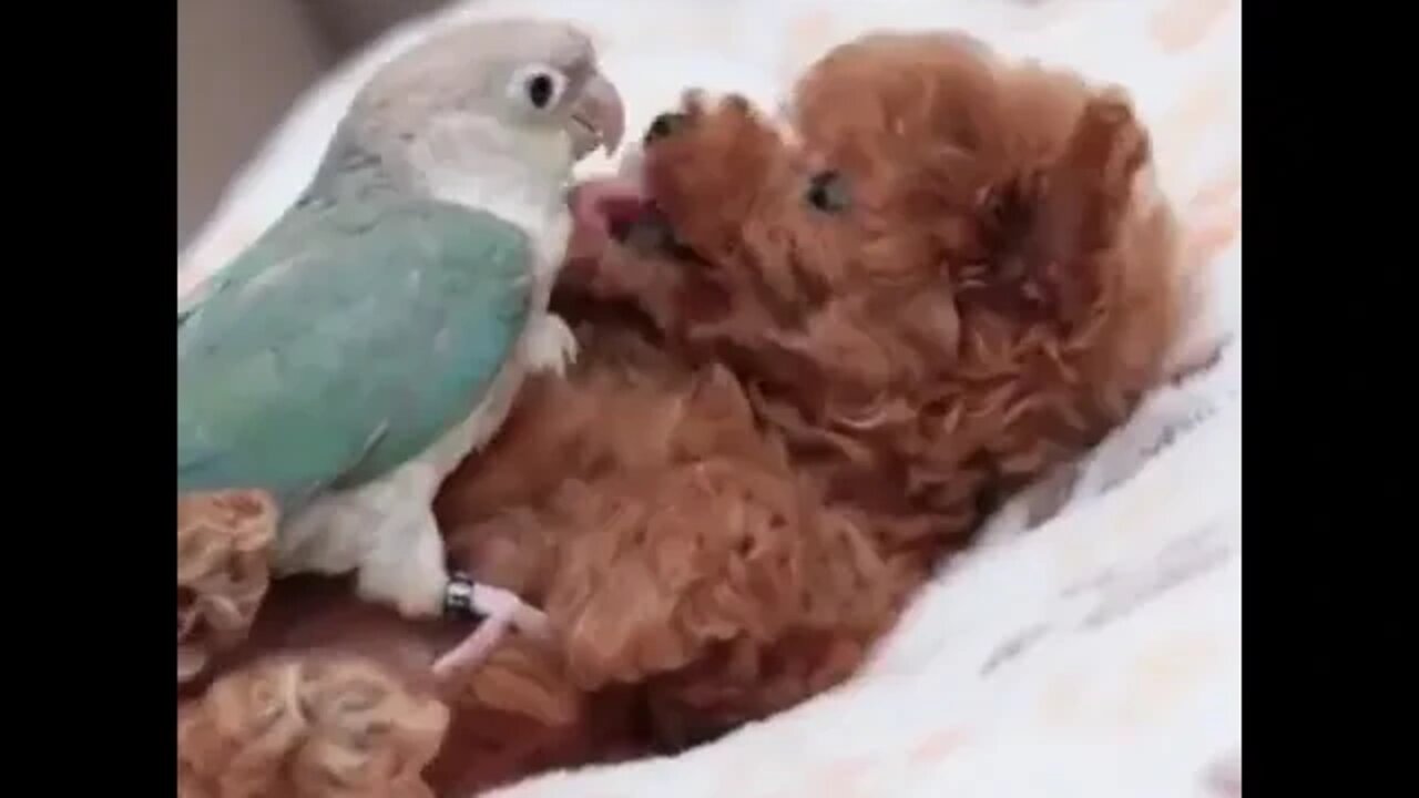 Have you seen this lovely❤️💖moment before Who has a parrot and puppy🤗Comment bellow👇