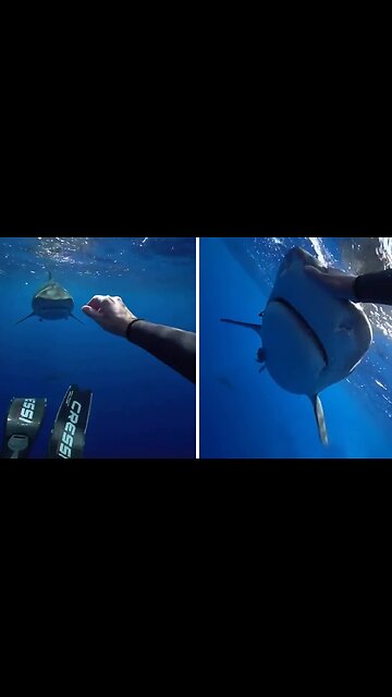 Sharks have natural instincts and splashing, panicking, and swimming away