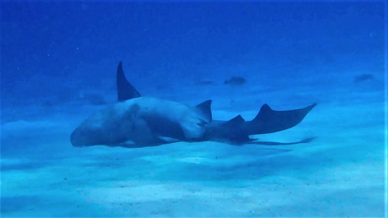 Baby shark rolls over in the sand for a back scratch