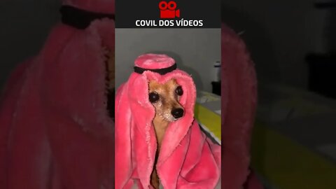 o cachorro mais rico de todos