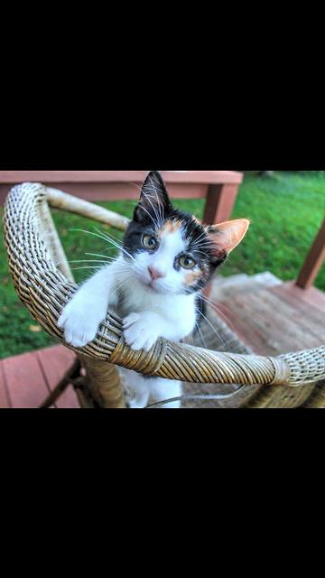 Kitten and Puppy Love Each Other