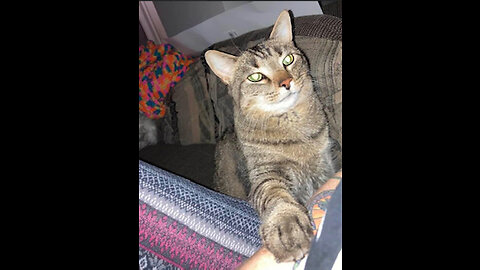 What's Going on in Apartment Four Featuring Milo the Paranormal Kitty Part Two
