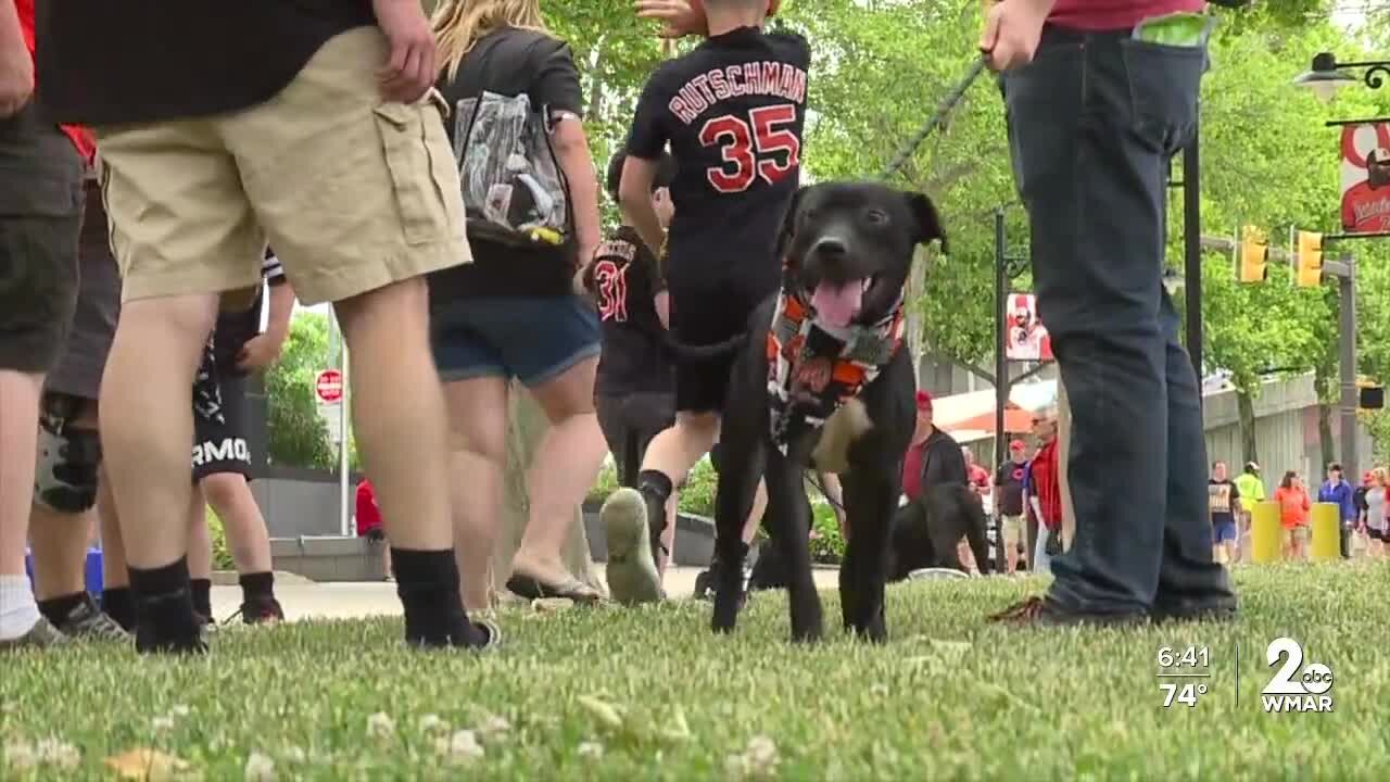 Orioles team up with BARCS for free adoptions at Camden Yards