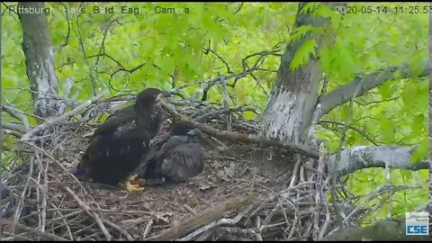 Hays Eagles Mom brings in huge log 2020 05 14 1124am