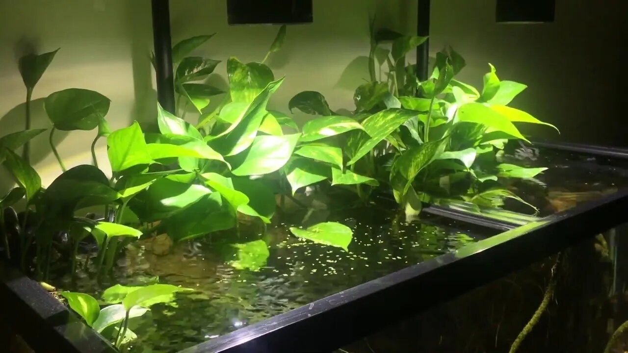 POTHOS IN YOUR AQUARIUM| #shorts