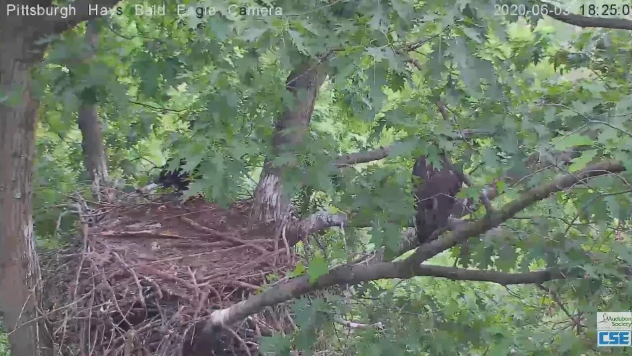 Hays Eagles H11 goes higher up on the branch 2020 06 03 624pm