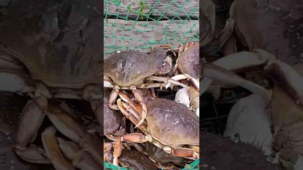 Lucky He Caught Sooo Many Crabs!