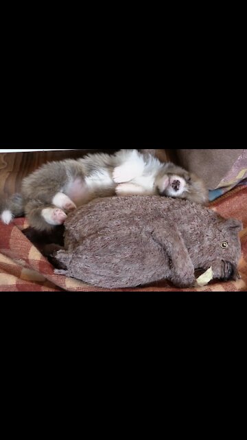 𝗦𝗹𝗲𝗲𝗽𝘆 𝗣𝘂𝗽𝗽𝗶𝗲𝘀 𝗖𝗼𝗺𝗽𝗶𝗹𝗮𝘁𝗶𝗼𝗻 😍 | 𝘊𝘶𝘵𝘦 𝘈𝘥𝘰𝘳𝘢𝘣𝘭𝘦 𝘗𝘶𝘱𝘱𝘪𝘦𝘴 𝘚𝘭𝘦𝘦𝘱𝘪𝘯𝘨