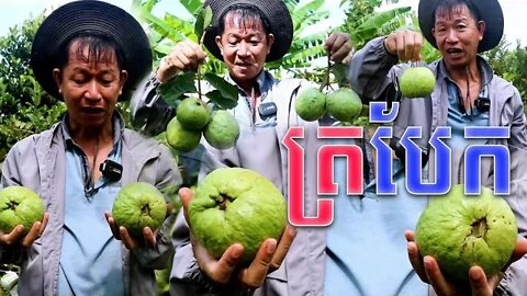 ត្របែក ធំប៉ុនផ្លែខ្វិត