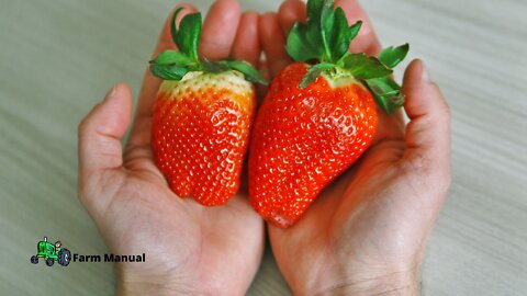 Farm | Fruits