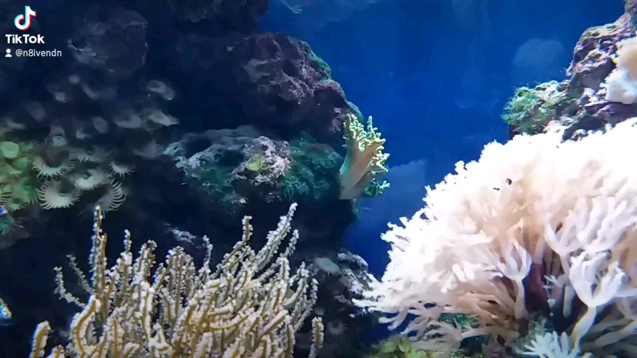 Jenks Aquarium - Oklahoma -