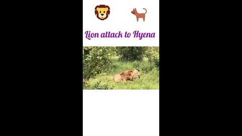 Lion attack to Hyena ®