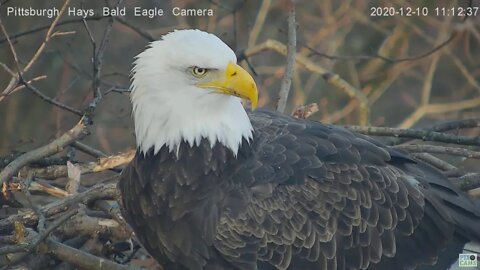 Hays Eagles Mom closeup on the nest 2020 12 10 1112am