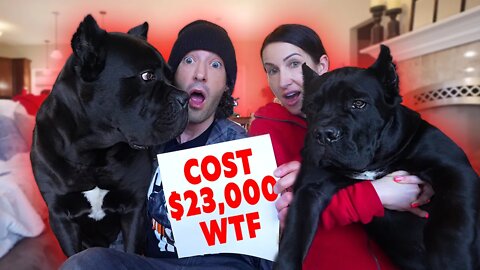 They Cost Us $23,000! WTF - Cane Corso & Puppy