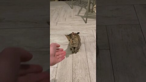 Cute Cat at Dinner Table in Dominican Republic 🇩🇴 🐱