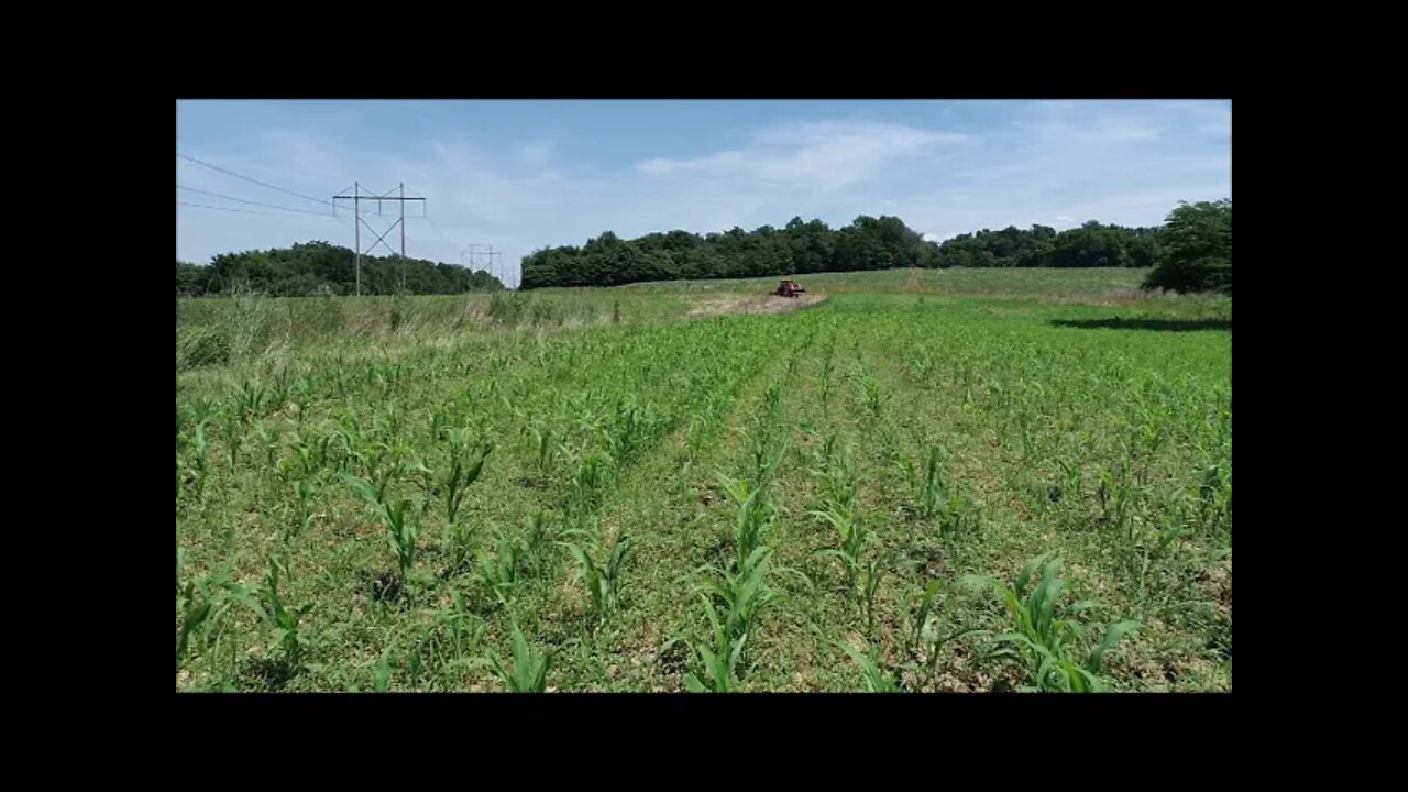 Corn deer food plot update Southern Illinois farm Mid June 2021