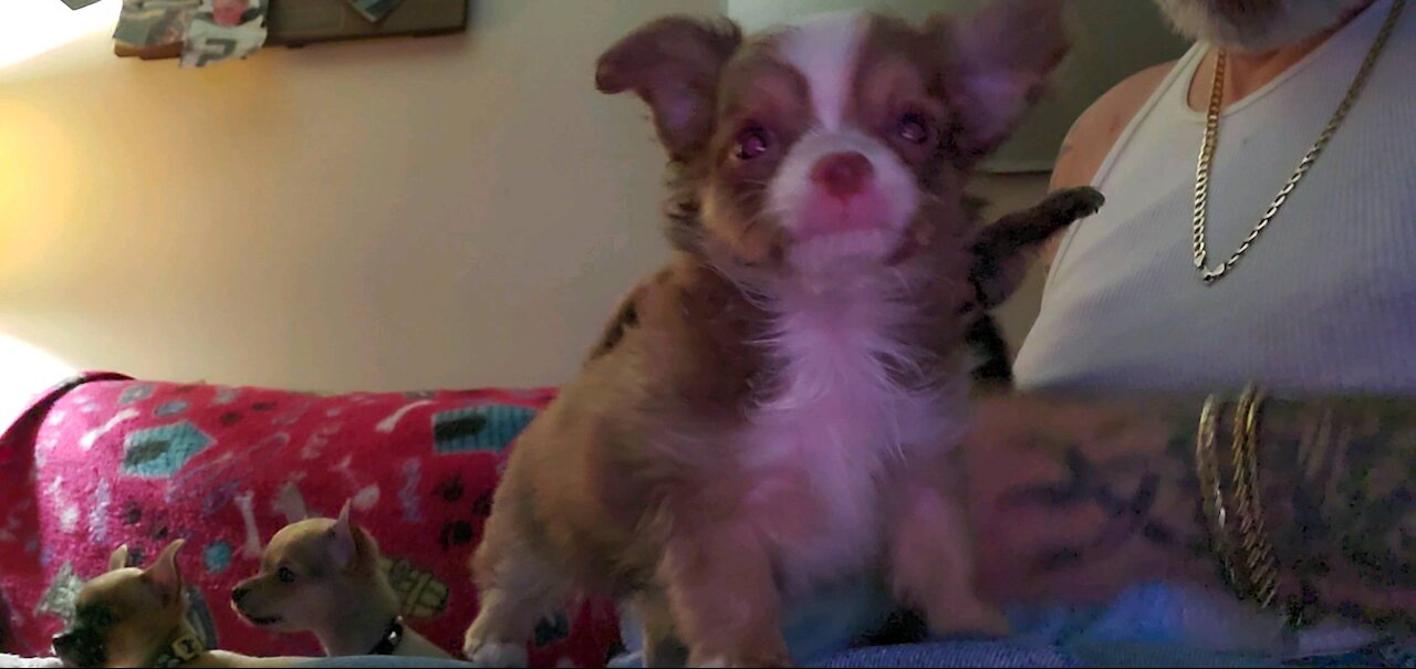 Tea-cup Chihuahuas getting their 1st bath